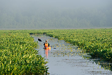 A person kayaking through some wetlands. Gifts of Cash, Checks, and Credit Cards A person kayaking through some wetlands. Gifts of Cash, Checks, and Credit Cards
