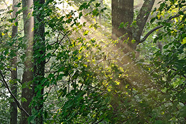 A light shining through the trees. Links to Other Gifts